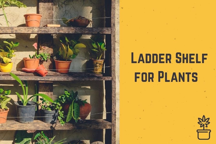 Top 10 Best Ladder Shelf for Plants in 2021 - Guide & Reviews